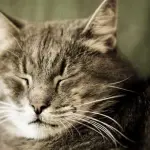 Calcolare l’età del nostro gatto, consulta la tabella