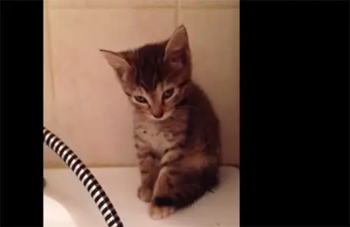 Gattino ha troppo sonno per stare in piedi – video – 