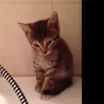 Gattino ha troppo sonno per stare in piedi – video – 