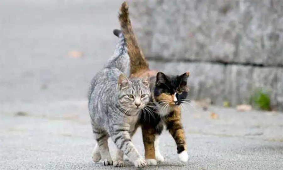 Colonie feline, consigli per l’inverno