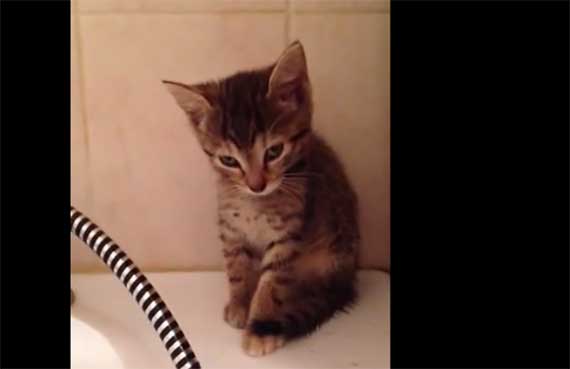 Gattino ha troppo sonno per stare in piedi – video – 