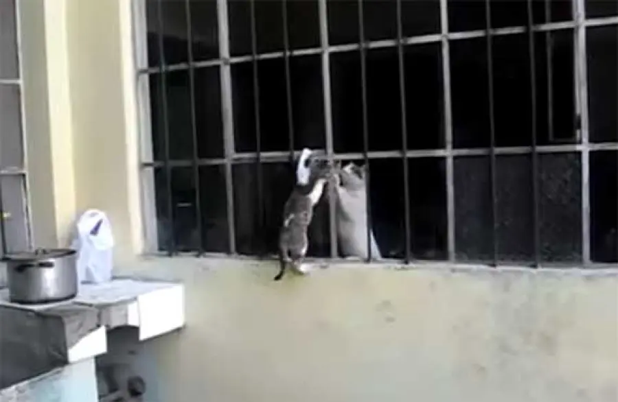 Mamma aiuta il cucciolo a venire da lei – bellissimo da vedere -