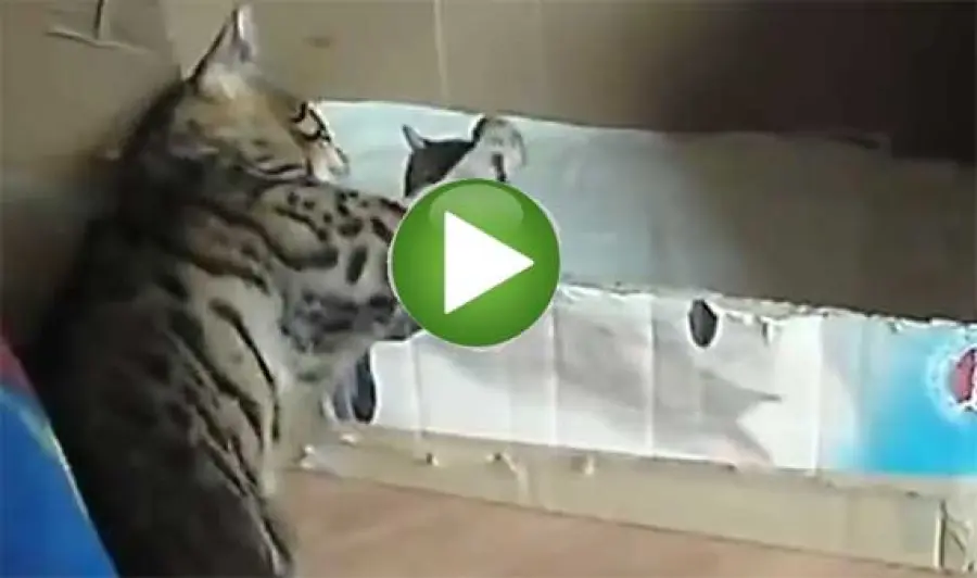 Mamma gatto bengala parla ai suoi figli - Video - 