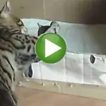 Mamma gatto bengala parla ai suoi figli - Video - 