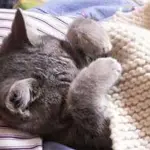 Farmaci per gli animali domestici, mai quelli degli umani