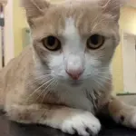 Un gatto in fin di vita salvato da una trasfusione di un cane