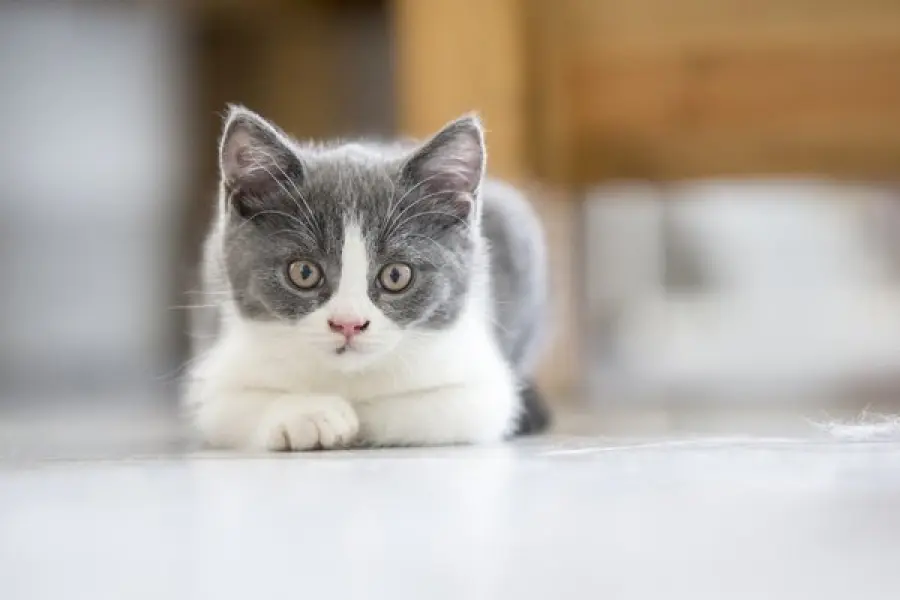 6 razze di gatti che rimangono piccoli: sono dolcissimi