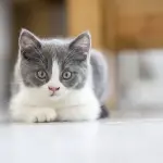 6 razze di gatti che rimangono piccoli: sono dolcissimi