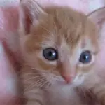 Gattino rosso dolcissimo si fa coccolare – Video – 