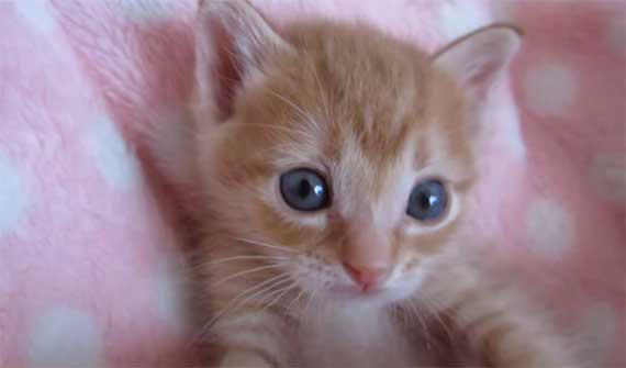 Gattino rosso dolcissimo si fa coccolare – Video – 