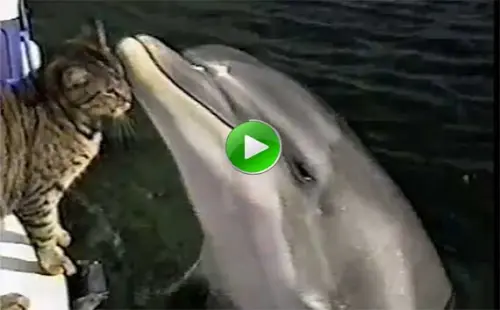 Il gatto e il delfino bellissimo – video – 