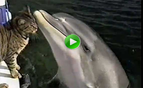 Il gatto e il delfino bellissimo – video – 