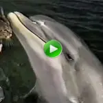 Il gatto e il delfino bellissimo – video – 