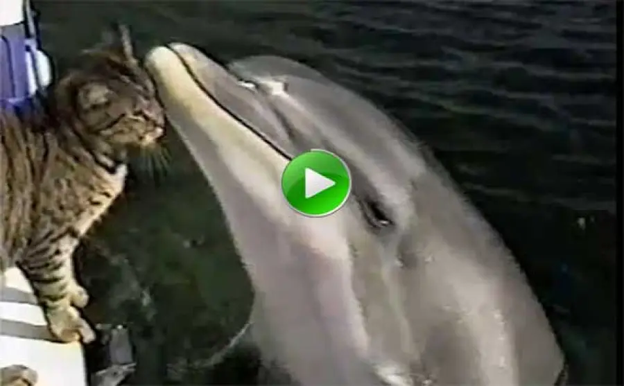 Il gatto e il delfino bellissimo – video – 