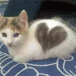 I gatti più strani del web - da vedere - 