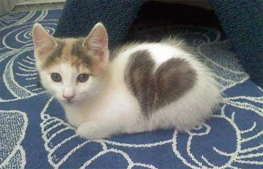 I gatti più strani del web - da vedere - 