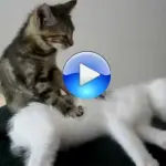 Il video del gatto che fa il massaggiatore – divertente -