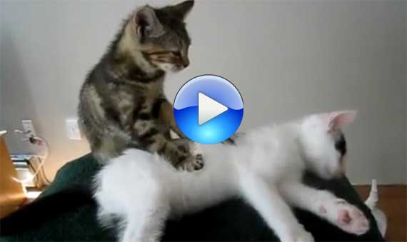 Il video del gatto che fa il massaggiatore – divertente -
