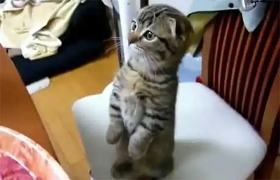 Il gattino che ama stare in piedi – Da Guardare assolutamente –