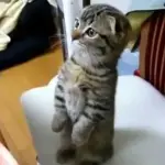 Il gattino che ama stare in piedi – Da Guardare assolutamente –