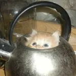 I rifugi dei gatti dove sono capaci di infilarsi per sentirsi sicuri