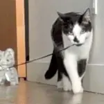 Gatti giocano con gattino pupazzetto - Da vedere!