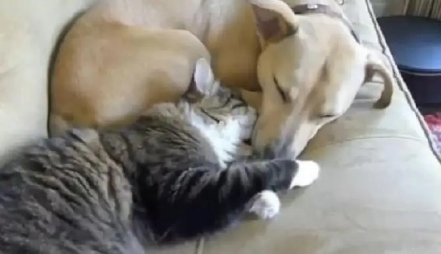 Gatti e cani dormono insieme [Video]