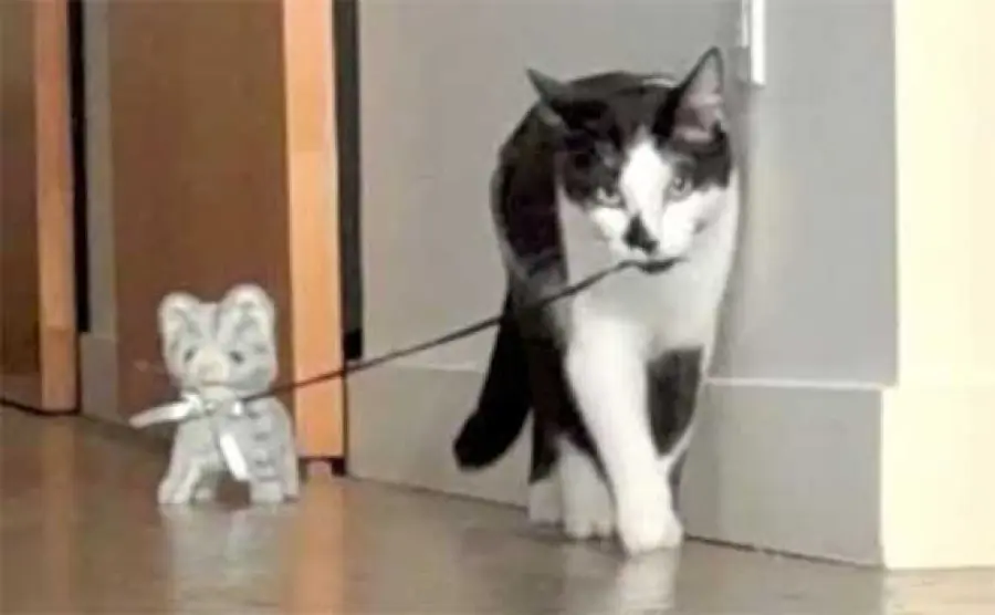 Gatti giocano con gattino pupazzetto - Da vedere!