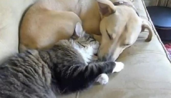 Gatti e cani dormono insieme [Video]