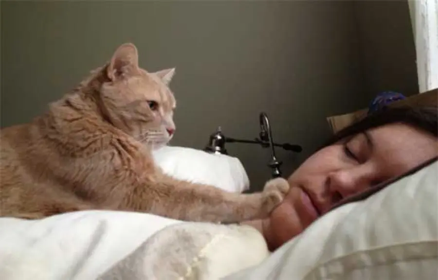 Sveglia! Tutte le sveglie dei gatti [Video]