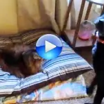 Il gatto che ruba la cuccia al cane, da vedere!