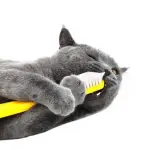 Se il gatto ha mal di denti