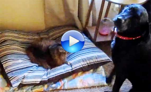 Il gatto che ruba la cuccia al cane, da vedere!