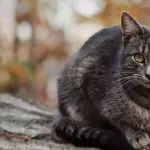 Pet detective per cani e gatti smarriti