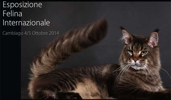 Milano Cat Show appuntamento con l'expo gatti