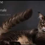 Milano Cat Show appuntamento con l'expo gatti