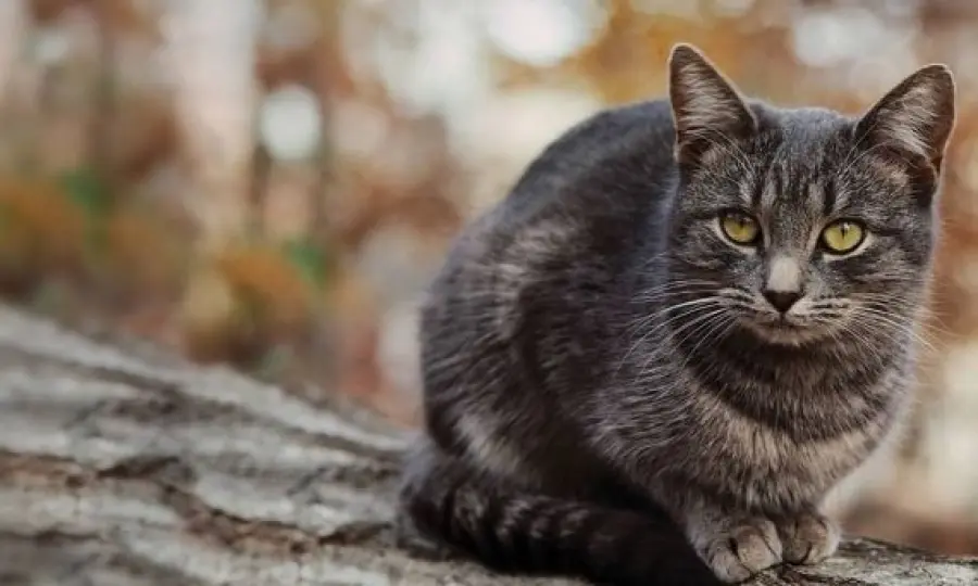 Pet detective per cani e gatti smarriti