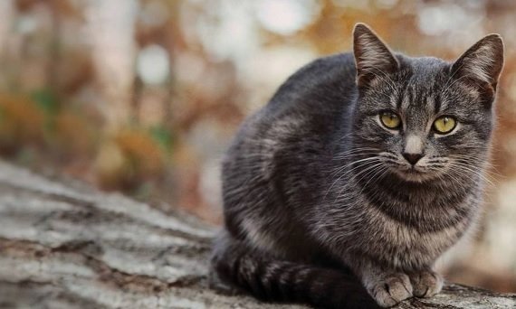 Pet detective per cani e gatti smarriti