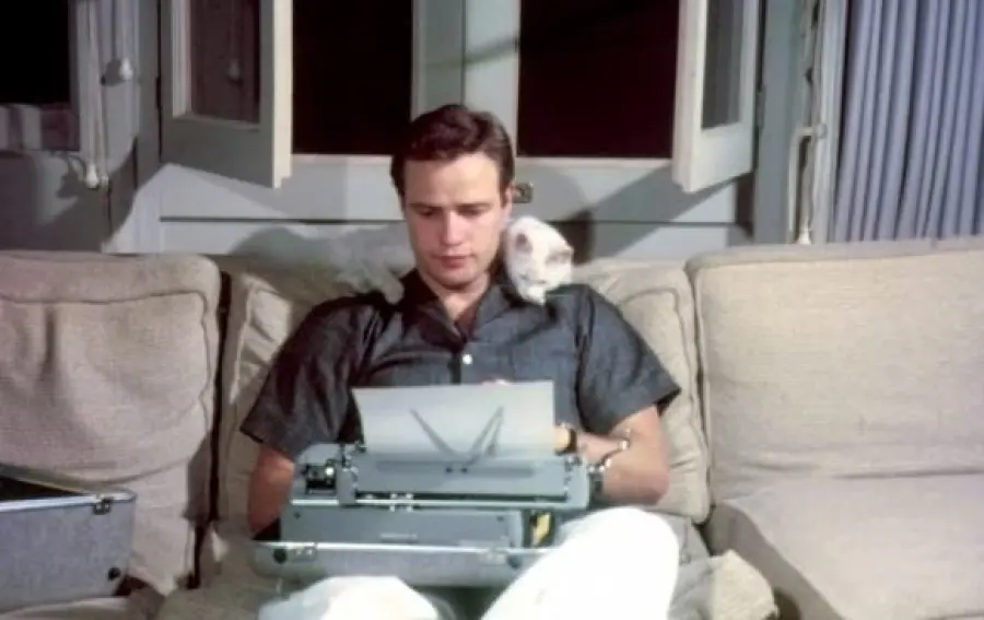 Il gatto del cinema romantico ed horror, una doppia anima