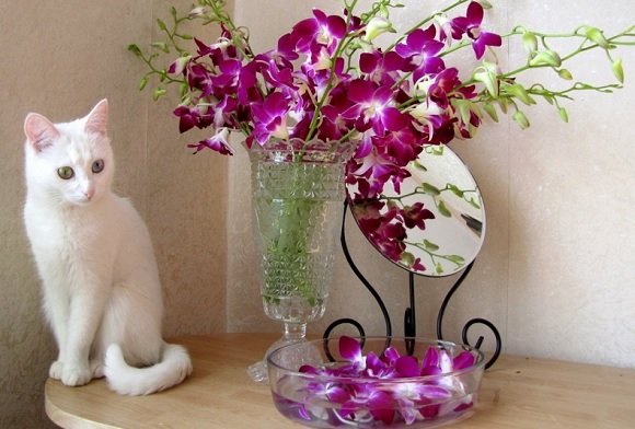 Le piante velenose per i gatti, attenzione a tenerle in casa