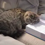 Come dare la medicina al gatto, tecniche sperimentate