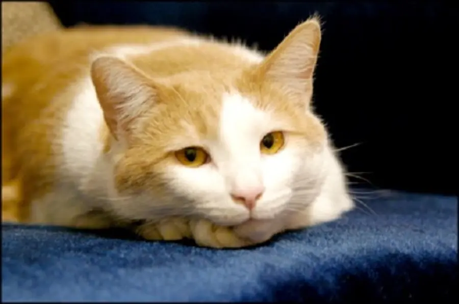 Curiosità: come eliminare il cattivo odore della pipì del gatto