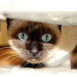 Cosa serve per un gatto: lettiera e tiragraffi 