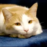 Curiosità: come eliminare il cattivo odore della pipì del gatto