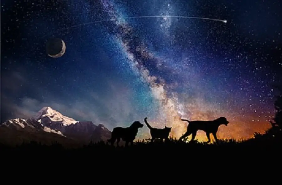 Le ceneri di cani e gatti nello spazio