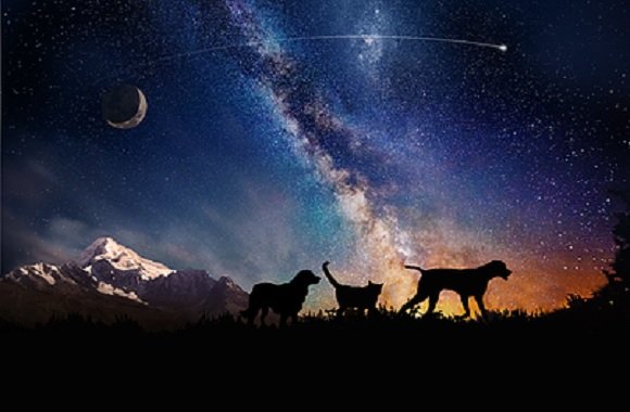 Le ceneri di cani e gatti nello spazio
