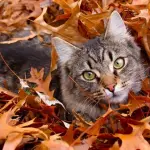 Perchè il gatto cade sempre in piedi