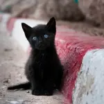 Una app per adottare un gatto o un cane