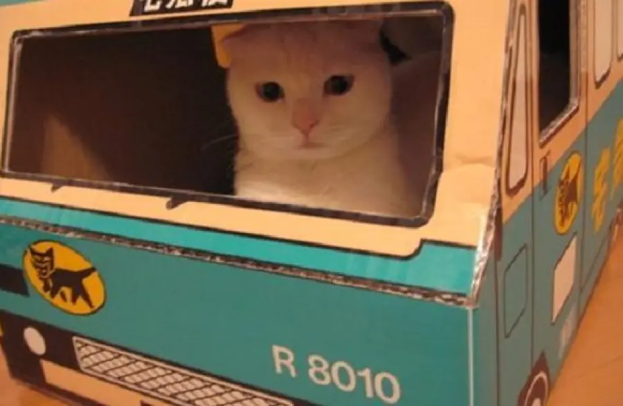 Viaggiare con un gatto, documenti e trasportino