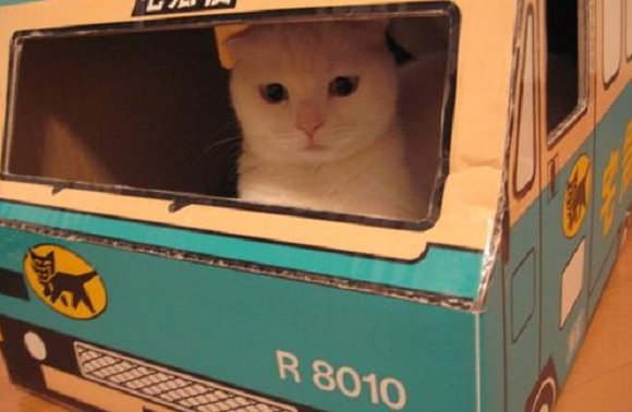 Viaggiare con un gatto, documenti e trasportino